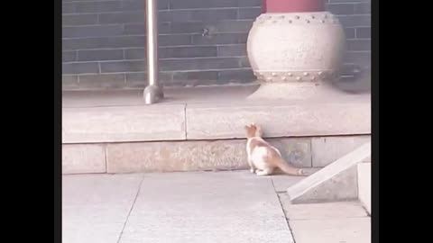 Funny bird &cat ,# funny bird &cat video ,# fun cat video.