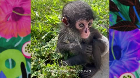 Rescue Monkey Acts Like Toddler and Forms Special Bond With Man _ Wild Cuddles