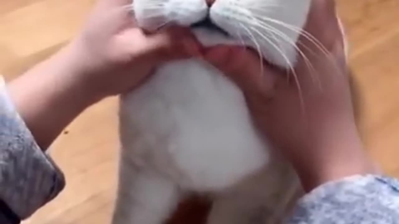 Most Satisfying Funny Cat Video