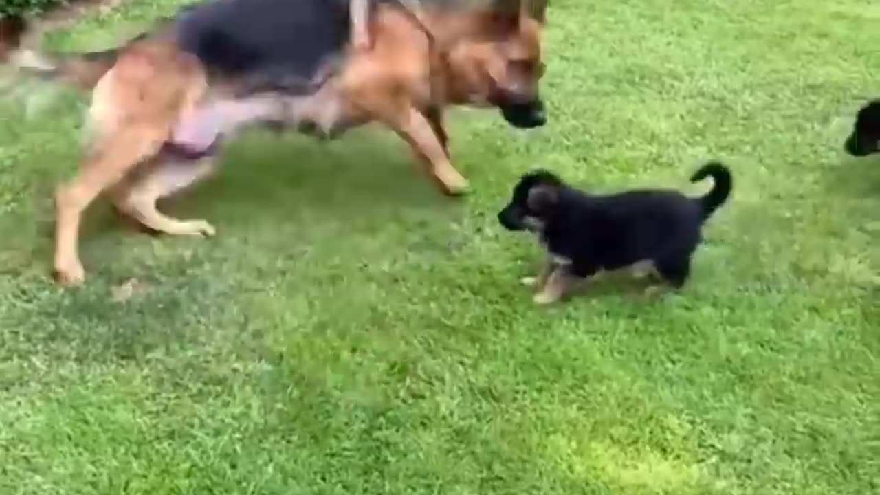🐶Cute Puppies Doing Funny Things 2022🐶 #10 Cutest Dogs
