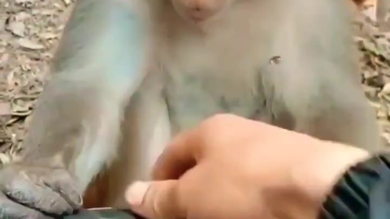 funny monkey