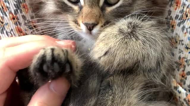 A Person Massaging the Paws of a Kitten