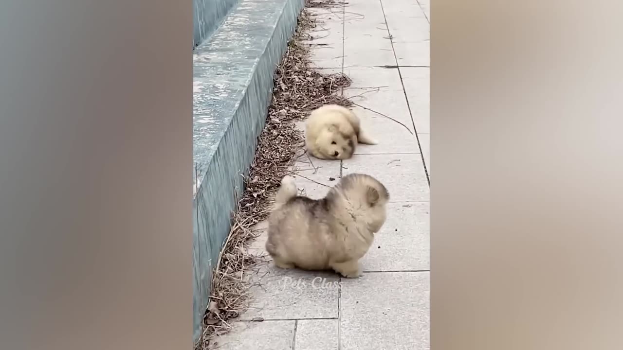 funny animals