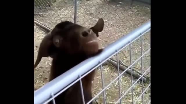 Compilation Top Cri Funny Goats January 2020