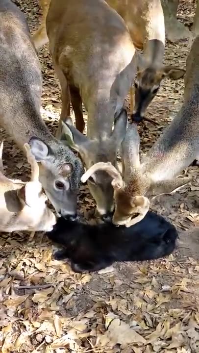 Deer Surround and Lick Cat 🤪😍