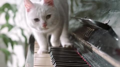 Funny animal video
