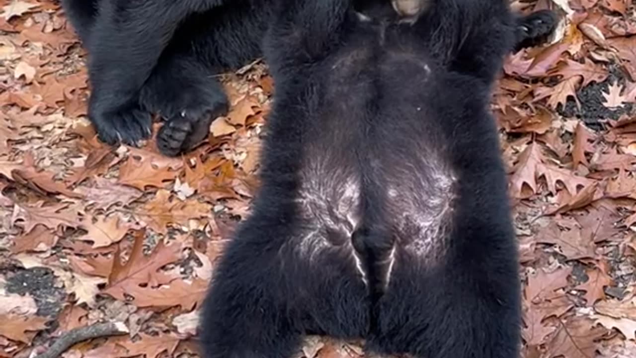 Mother bear lovingly grooms her bear cub. #bear #cub #wildlife #love #family #foryou #fyp #playful #viral #video #animals #entertainment #heartwarming