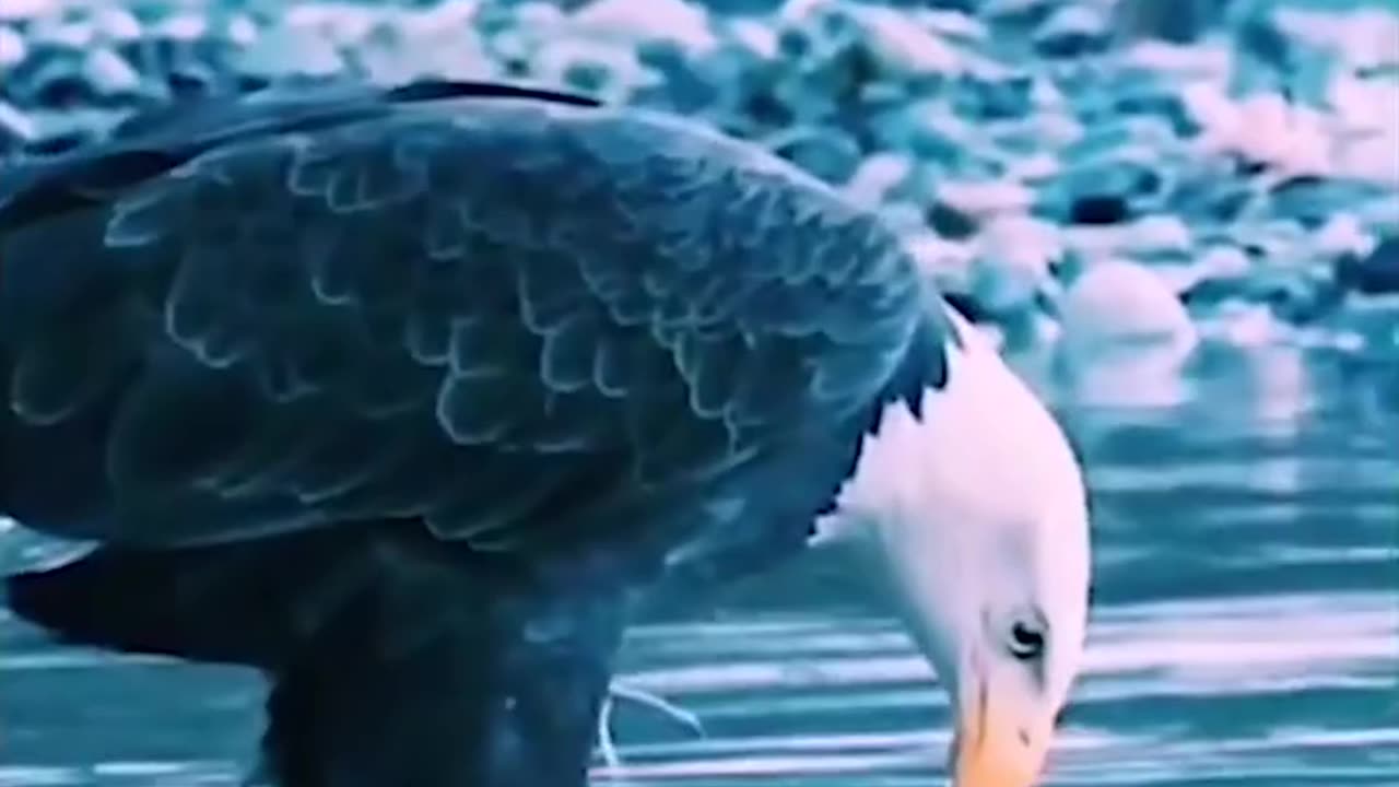 How This Bird (Eagle) attacks its hunting target and how it covers it??