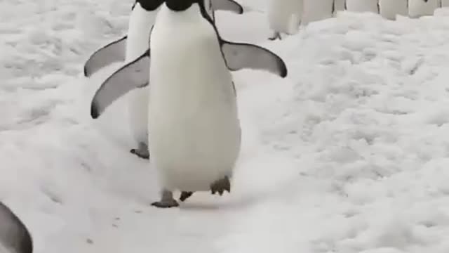 March of the Penguins 🐧