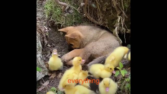 UNUSUAL MEME COMPILATION