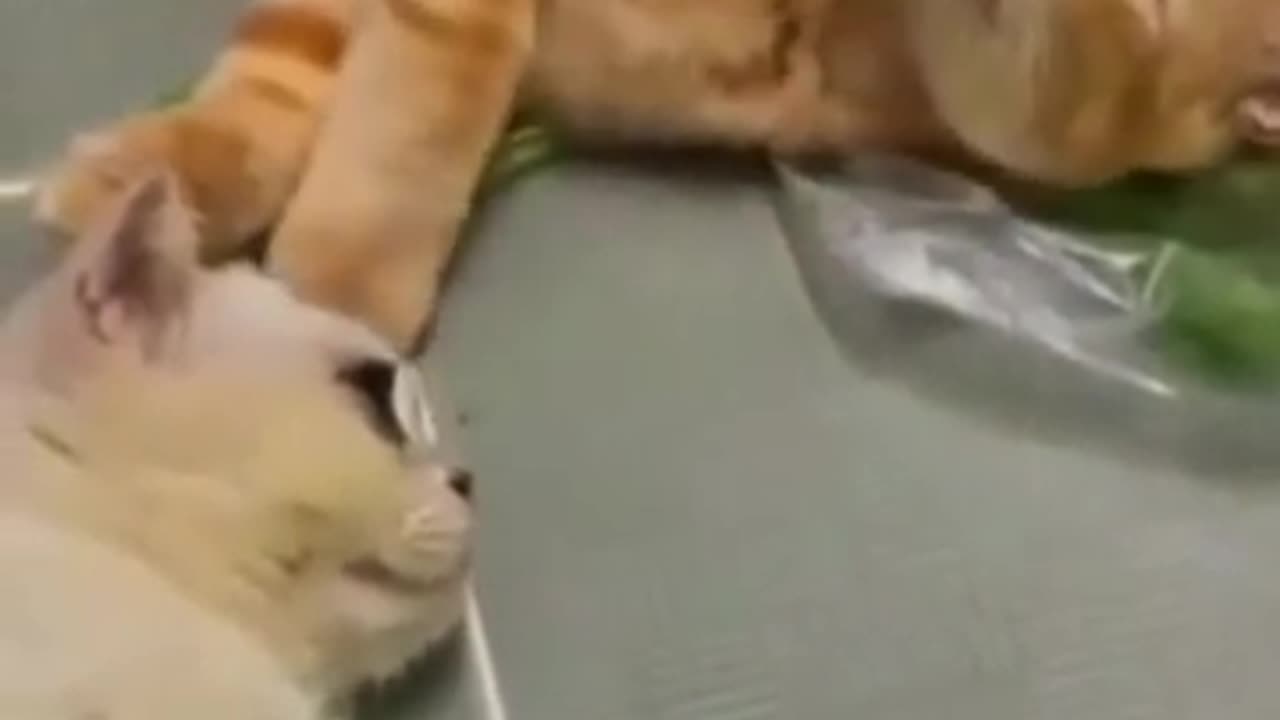 Cute animals short video