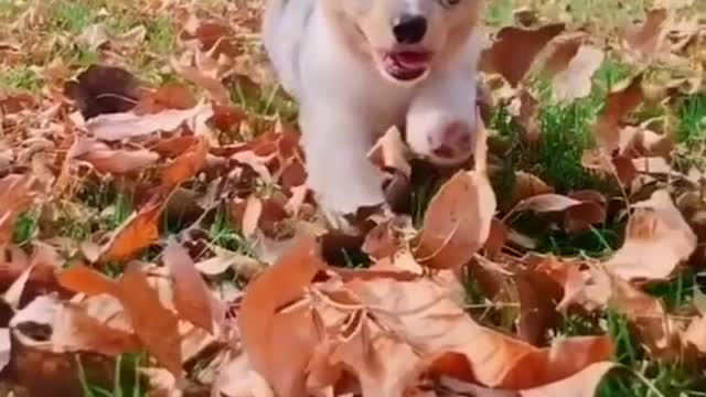 Moggydoggy
