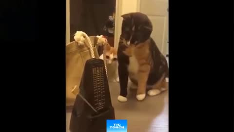 FUNNY CATS - Cute Cat Moments 😹