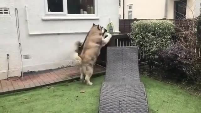 these two dogs at home watching the door is how professional guard their home.