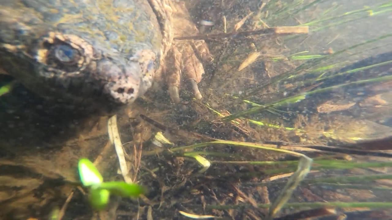 Snapping Turtle