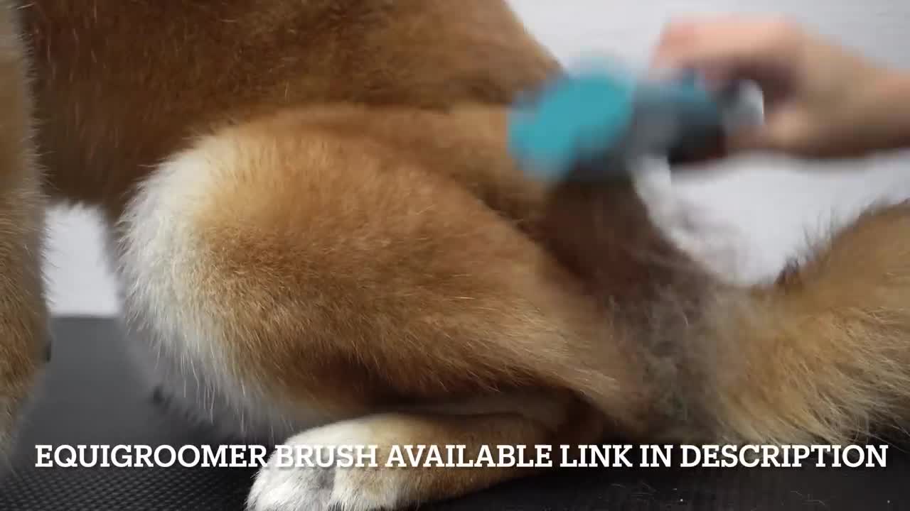 Crazy Shiba Inu won battle against groomer