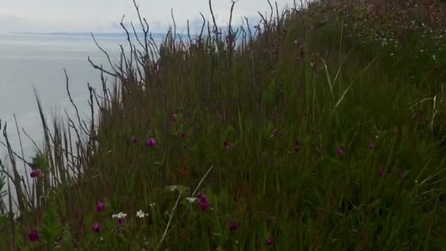 Evening walk before dinner. Recommend Toby’s in Coupeville
