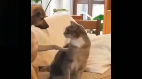 The best videos of cats funny