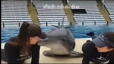 Funny dolphin video
