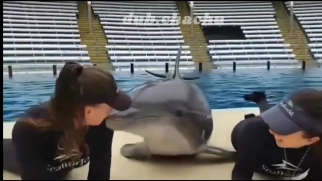 Funny dolphin video