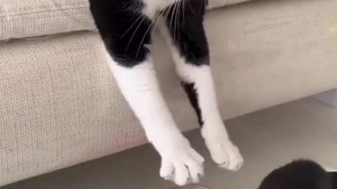 Funny cat