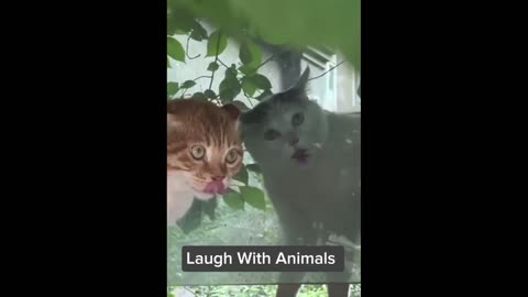 Funny cats