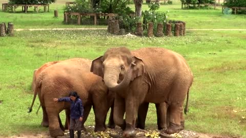 Watch Heartwarming Moment When Elephant Heard Calling Voice From Her Favourite Person - ElephantNews