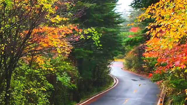 We must come to Shennongjia in autumn. How beautiful autumn is in Shennongjia in October