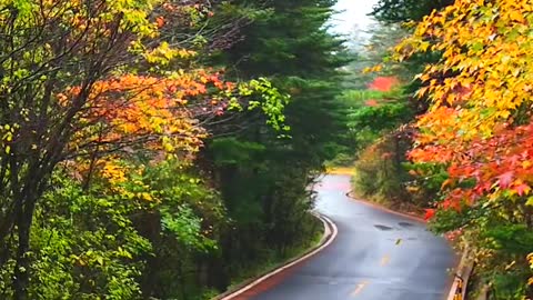 We must come to Shennongjia in autumn. How beautiful autumn is in Shennongjia in October