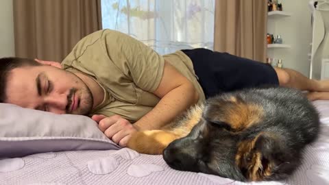 German Shepherd Puppy Wakes Up Owner lucky