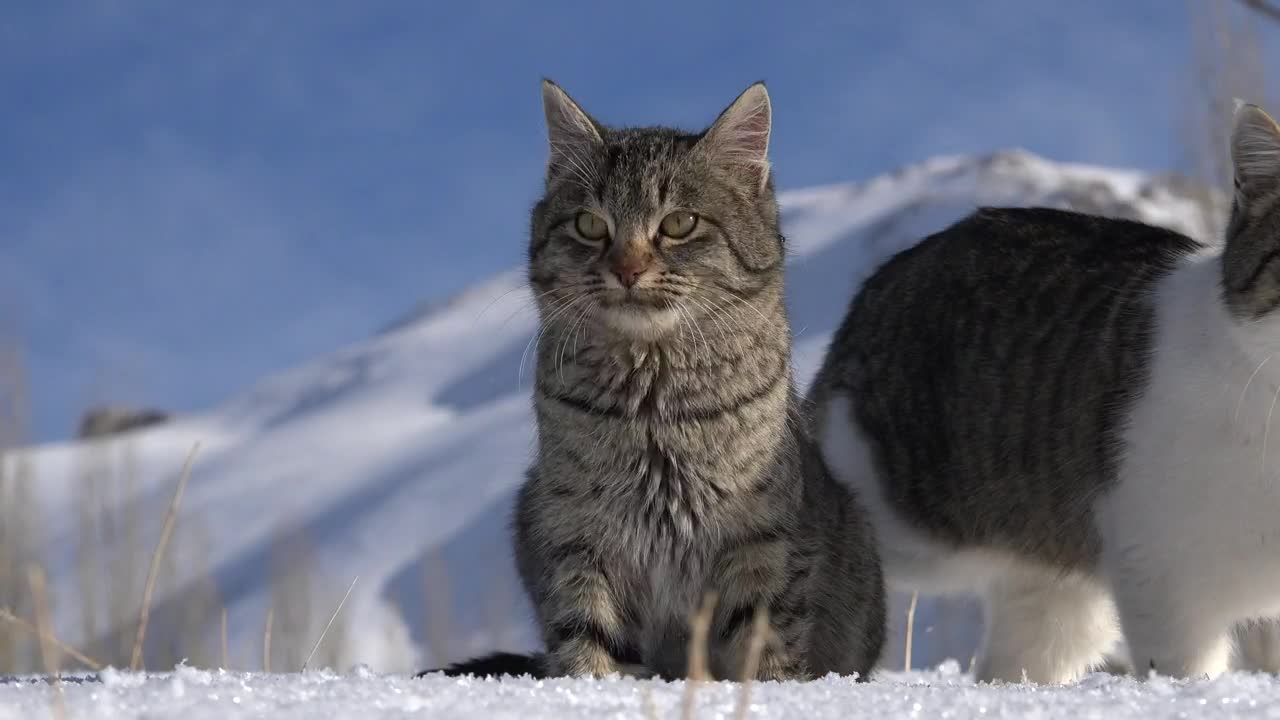 A couple of cats in the snow