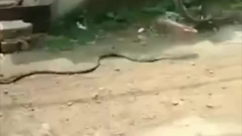 Snake pick up shoes in mouth