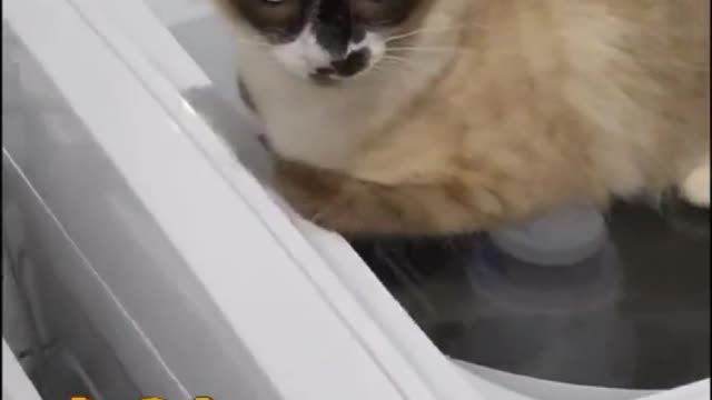 funny cat moved