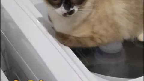 funny cat moved