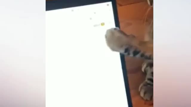 😂Funny animals🤣scene viral video😂 tiktok😎