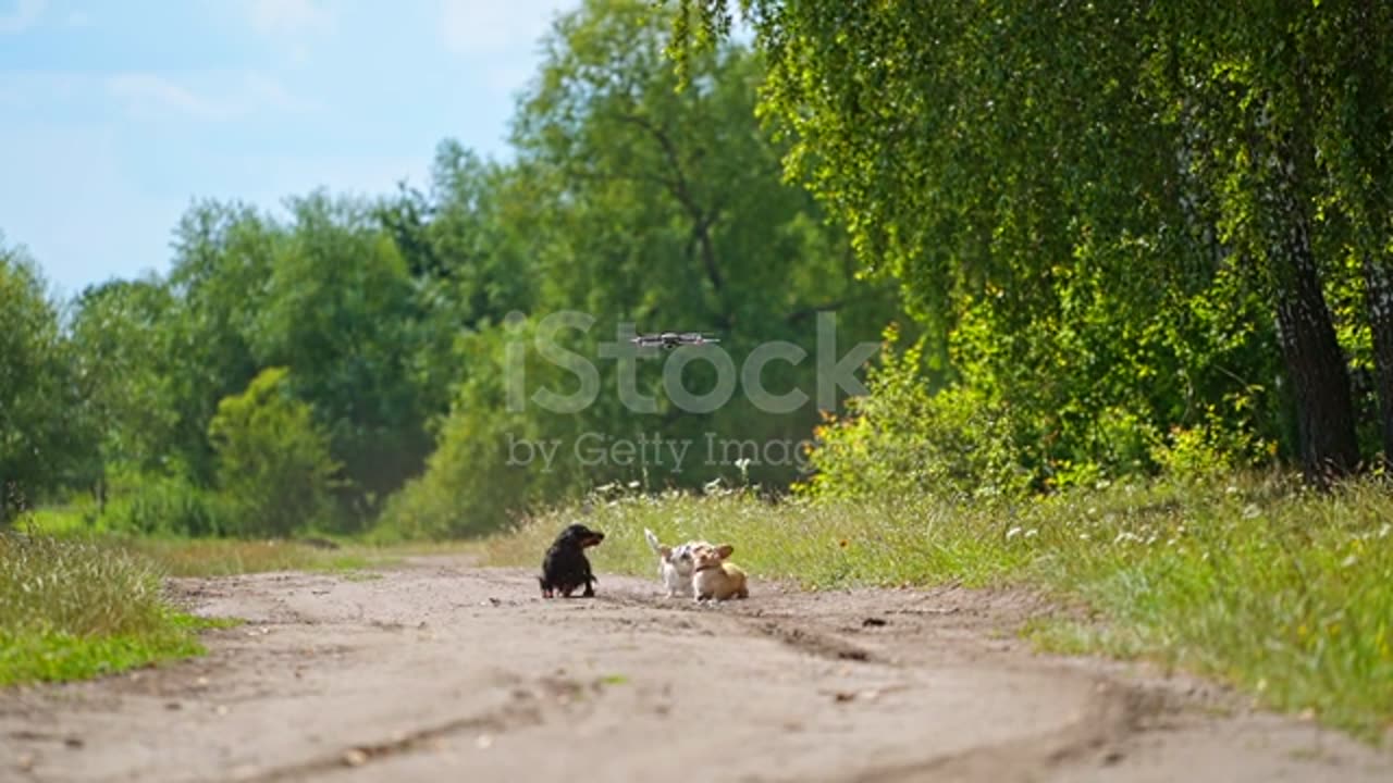 Dogs playing