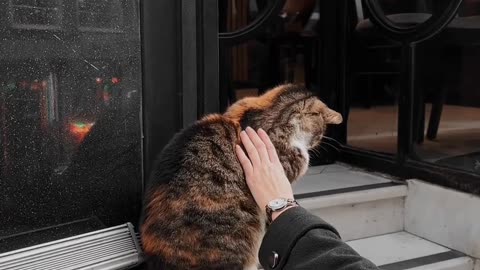 Beautiful cat relaxing himself