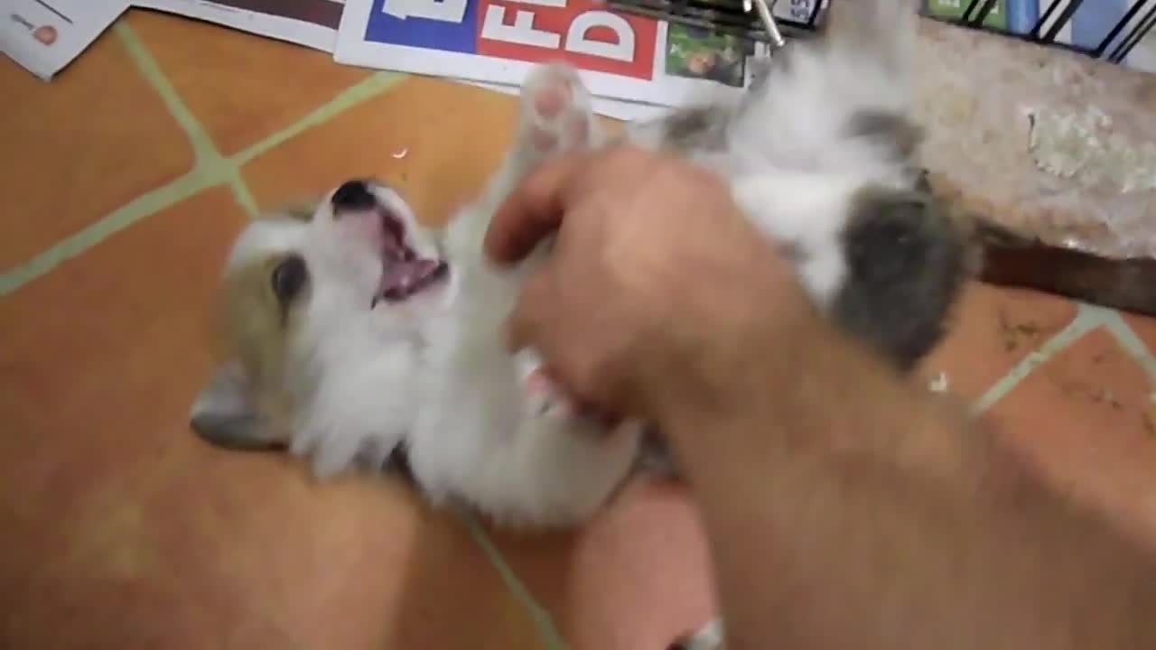 Corgi Puppy Belly Rubs