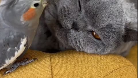 Parrot and cat love to each other