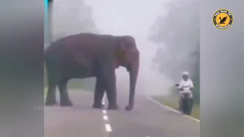 Elephant attack funny reaction 🤣