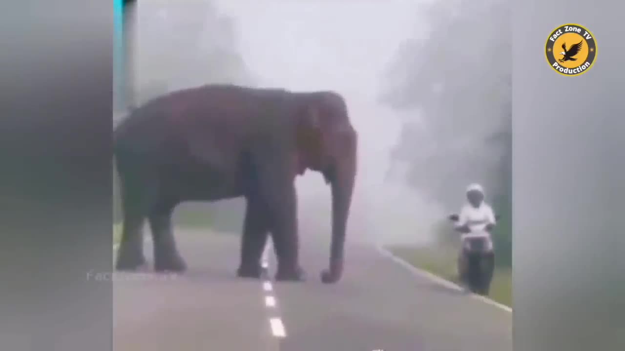 Elephant attack funny reaction 🤣