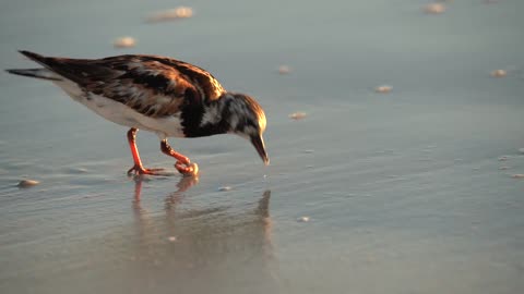 Ruddy Turnstone with a Bad Foot