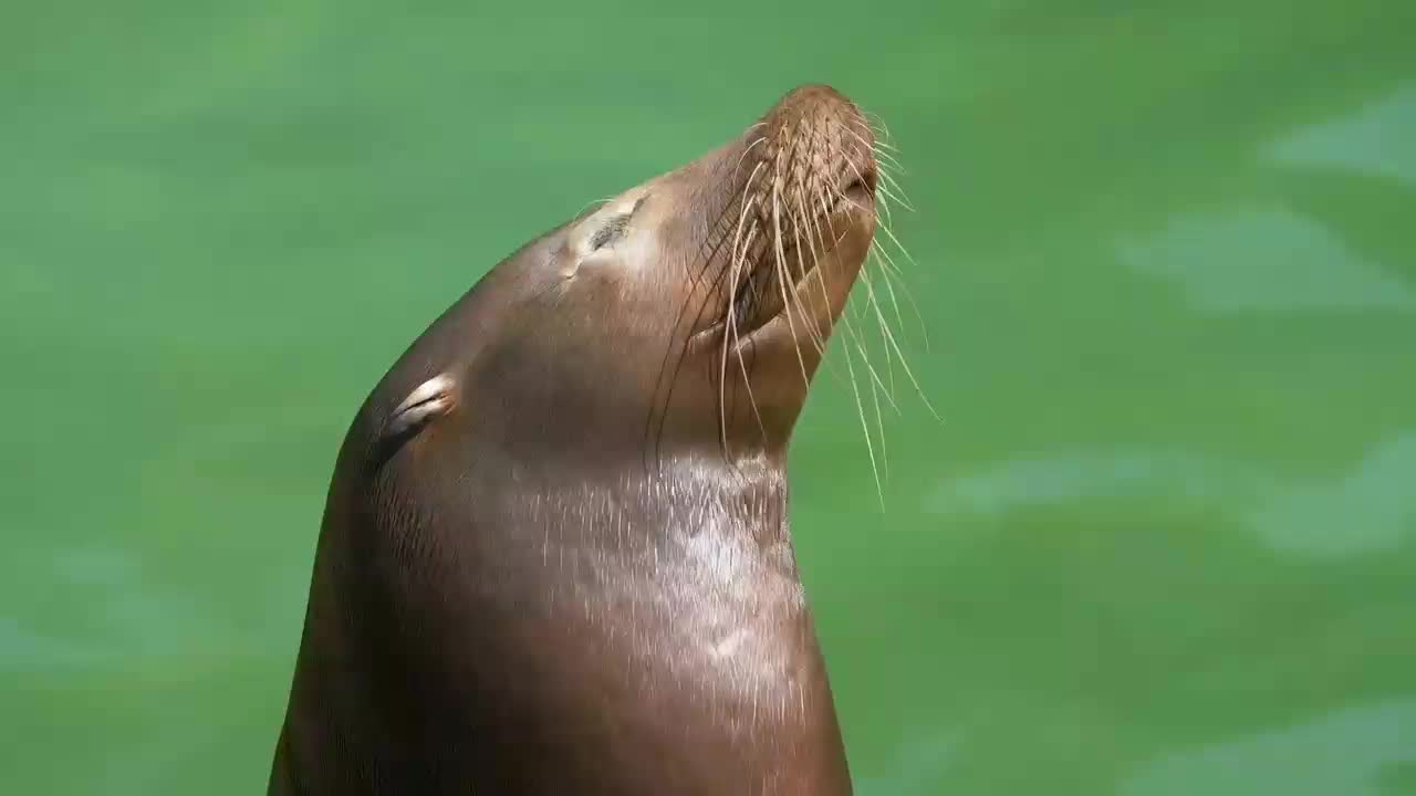 Amzing Water living Bird seals |8k iltra video