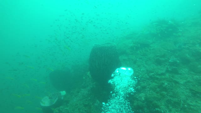 yellowfishes underwater sea thailand