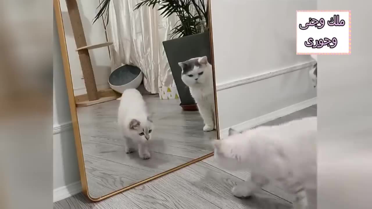 Funny Kitty Video