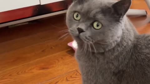 Cat owners should pay attention to furniture safety！