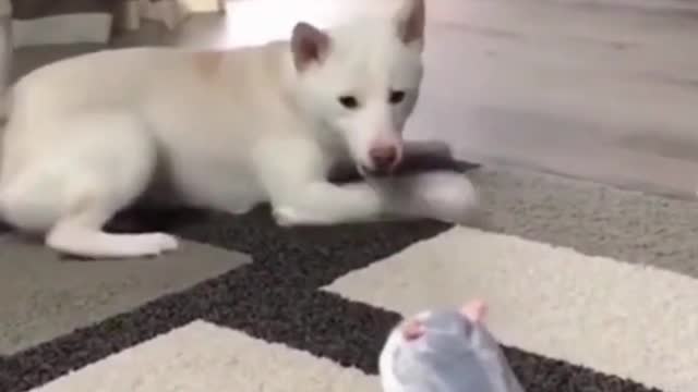 Cute and Funny Dog Videos