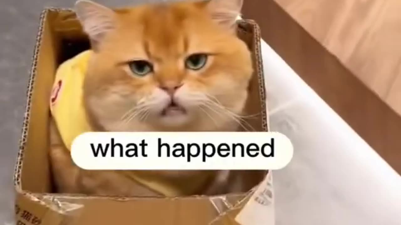 Cats funny 😂🤣🤣 moments