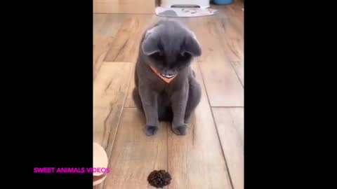 Funny cat reaction/ DOGS animal, cutest, baby, amazing pet videos compilation.😻🤣🦴🐕🐶