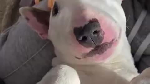 Cute dog massage